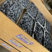 Söödava kuslapuu marjade viimine kliendile 5kg kastis