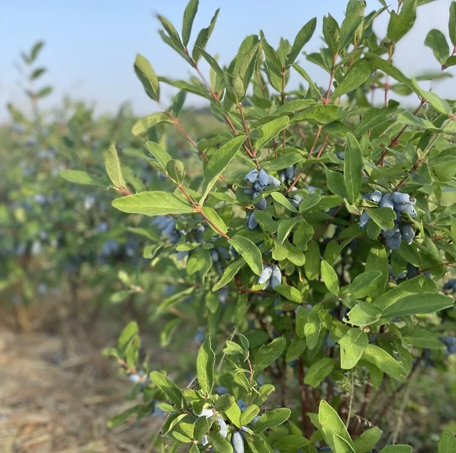 Sinikuslapuu mahemarjade istandus Tartumaal - HoneyBerry OÜ